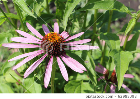 Echinacea flowers among a green grass in a garden 62985398