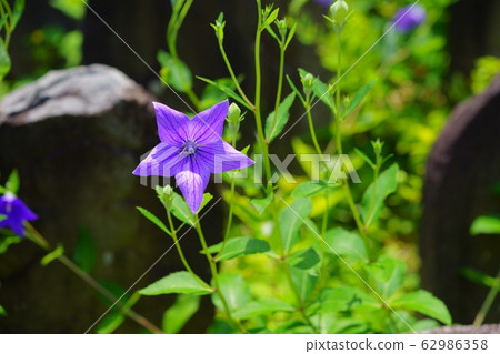 Kikyo 1 Kikyo 1 62986358