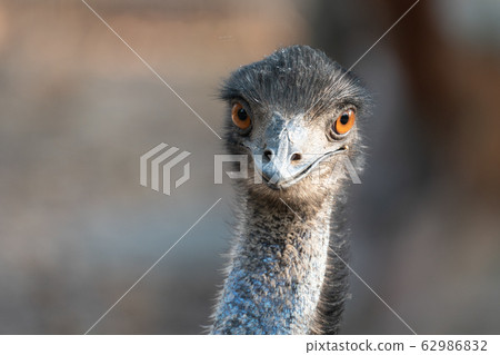 Close up of the head of an emu Close up of the head of an emu 62986832