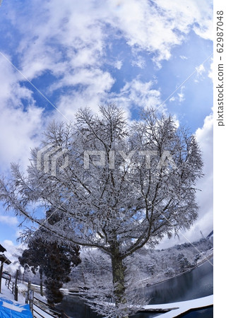 Large tree on the shore of Holy Lake with flowering hoarfrost Large tree on the shore of Holy Lake with flowering hoarfrost 62987048