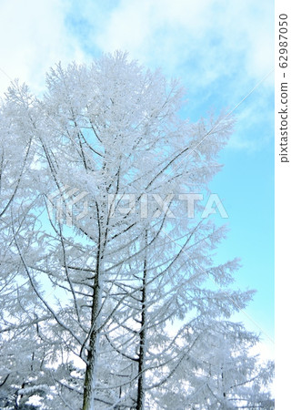 Large larch tree blooming with hoarfrost flowers against the blue sky Large larch tree blooming with hoarfrost flowers against the blue sky 62987050