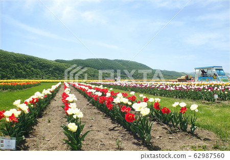 Kamiyuunetsu Tulip Park 62987560