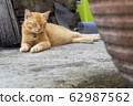 Relaxed ginger cat lying on concrete floor. Cat is taking a nap after eating. Pet portrait - Image 62987562