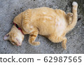Adorable ginger cat with big belly and long tail sleeps on the back - image 62987565
