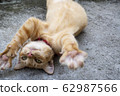 Adorable ginger cat roll on the floor with big paw close up - image  Keywords language: En 62987566