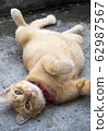 Adorable fatty ginger cat roll on the floor lazily - image 62987567
