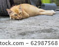 Relaxed ginger cat lying on concrete floor. Cat ready to take a nap.-Image 62987568