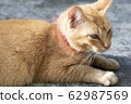 Sleepy ginger cat lying on floor. Adorable ginger cat wearing red collar with bell - image 62987569