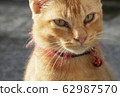 Ginger cat is looking for food. Cat waiting for food. Ginger cat wearing a red collar with red bell - Image 62987570