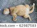 Adorable ginger cat sleeps on the back with big belly - image 62987583