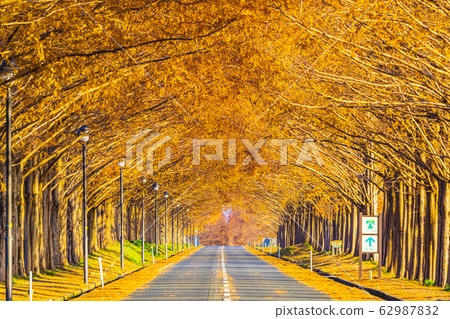 Shiga Prefecture Makino Metasequoia Namiki Shiga Prefecture Makino Metasequoia Namiki 62987832