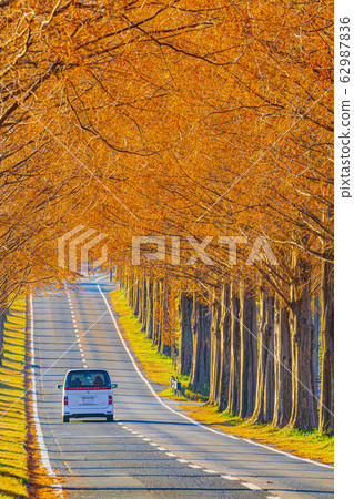 Shiga Prefecture Makino Metasequoia Namiki 62987836
