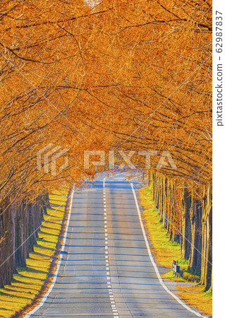 Shiga Prefecture Makino Metasequoia Namiki 62987837