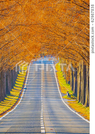 Shiga Prefecture Makino Metasequoia Namiki 62987838