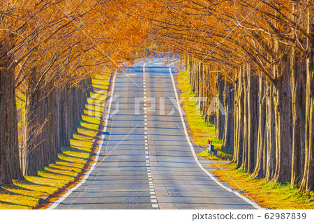 Shiga Prefecture Makino Metasequoia Namiki 62987839
