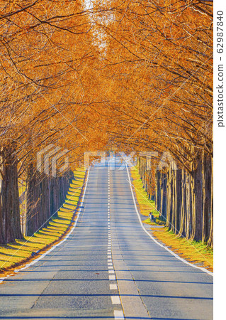 Shiga Prefecture Makino Metasequoia Namiki 62987840