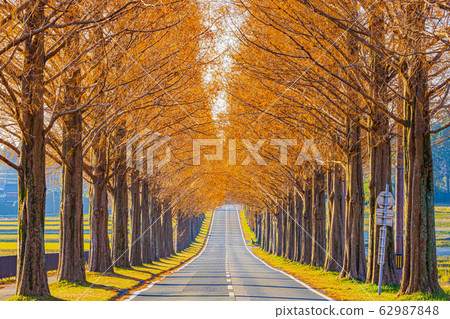 Shiga Prefecture Makino Metasequoia Namiki 62987848