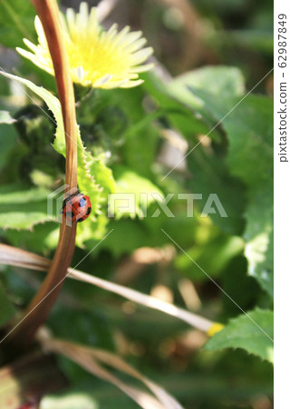 Ladybug 62987849