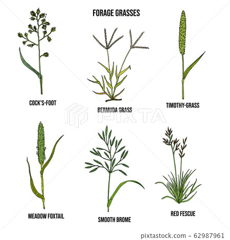 Forage grasses vector set Forage grasses vector set 62987961