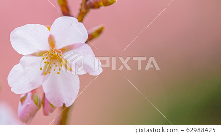 Sakura 16: 9 Sakura 16: 9 62988425