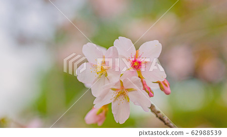 櫻花16：9 62988539