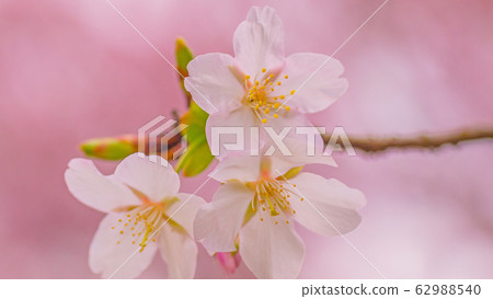 櫻花16：9 62988540
