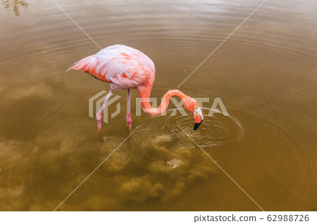 Galapagos Greater Flamingo feeding walking on Isabela Island Galapagos Islands 62988726