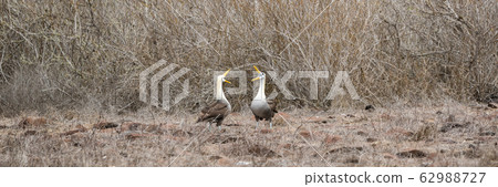 Galapagos Albatross aka Waved albatrosses mating dance courtship ritual 62988727