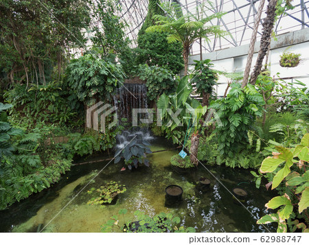 東京,夢之島熱帶植物博物館 東京,夢之島熱帶植物博物館 62988747