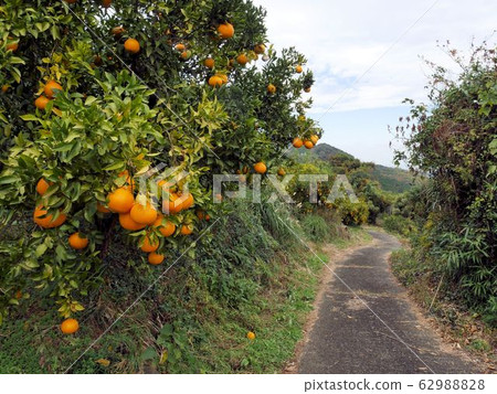 Up road to Hakusan, Uto City with Dekopon trees on the roadside (Kumamoto Prefecture) Up road to Hakusan, Uto City with Dekopon trees on the roadside (Kumamoto Prefecture) 62988828