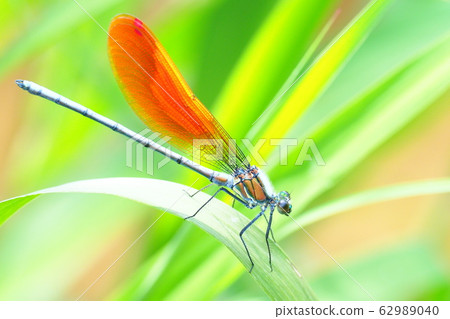 川田蜻蜓（褐蛾型，雄性） 62989040