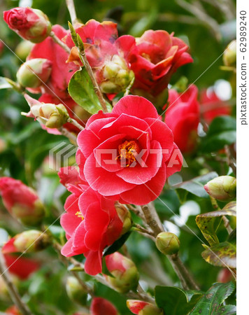 Beautiful camellia (natural texture) 62989240