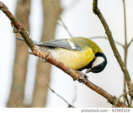 great tit or yellow-bellied tit bird 62989329