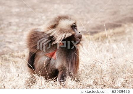 endemic Gelada in Simien mountain, Ethiopia 62989456