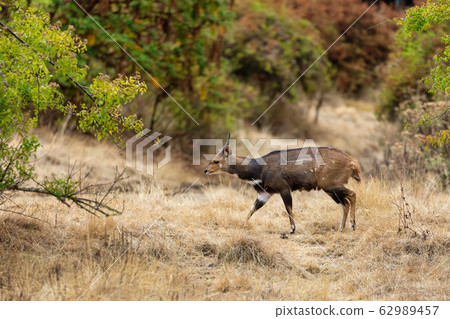 Menelik's Bushbuck Ethiopia. Africa Wildlife 62989457