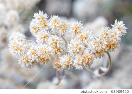 white flowering tree in Simien Mountains, Ethiopia 62989460