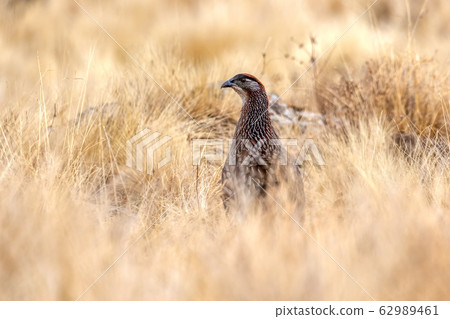 Bird Erckels Francolin Ethiopia wildlife 62989461