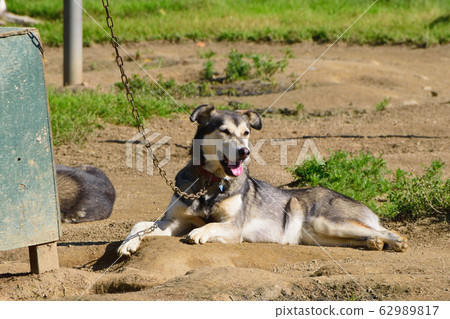 Sled dog Sled dog 62989817