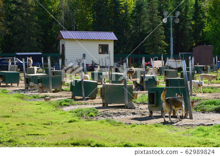 Sled dog Sled dog 62989824