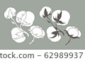 Cotton plant. Isolated cotton on white background 62989937
