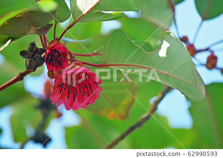 Pink rhododendron flower 62990593