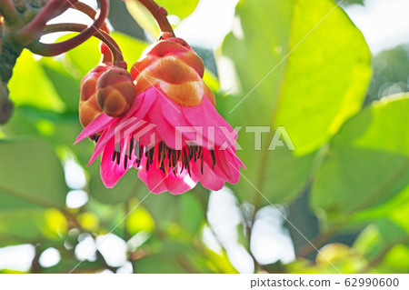 Pink rhododendron flower 62990600