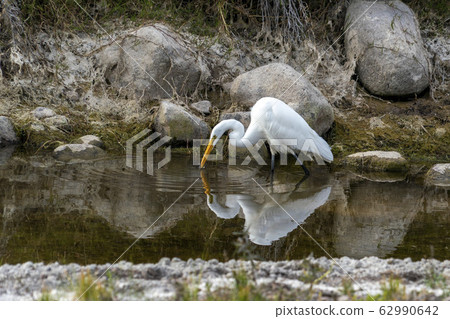 white egret portrait  reflection on water pool 62990642