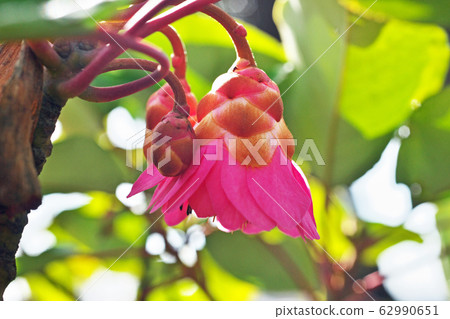 Pink rhododendron flower 62990651