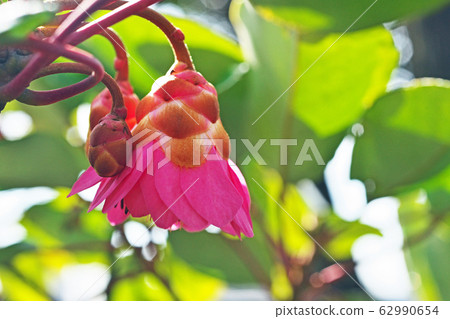 Pink rhododendron flower 62990654