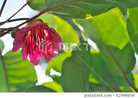 桃紅色杜鵑花花 桃紅色杜鵑花花 62990656