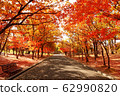 Stock Photo: row of trees 62990820
