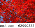 Stock Photo: trees with red leaves, autumn 62990822