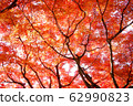 Stock Photo: trees with red leaves, autumn 62990823