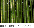 Photo material: Japanese bamboo, bamboo grove 62990824